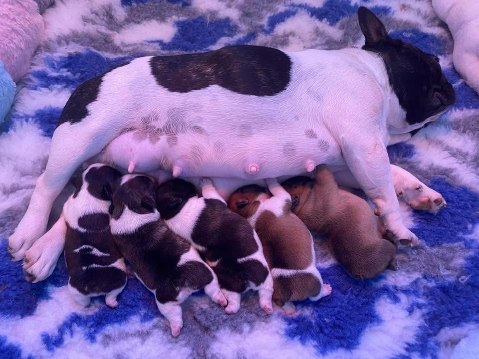 chiot Bouledogue français Des Terres De Peygros