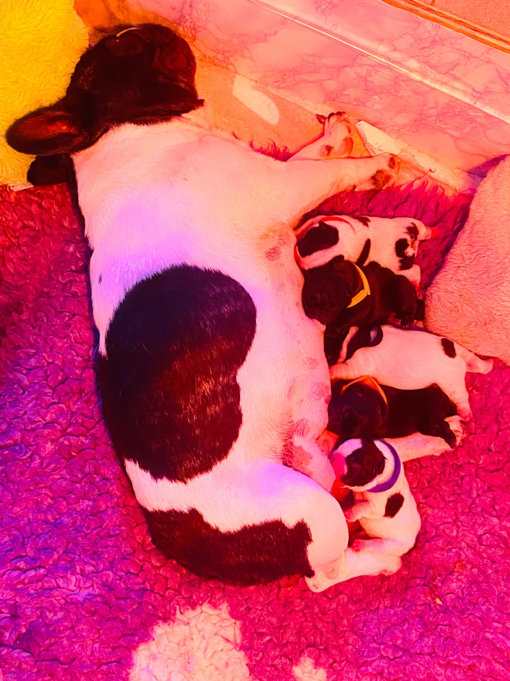 Chiots Gucci & Bronson