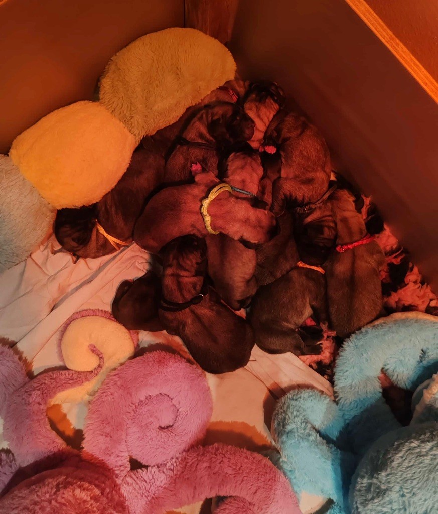 Les bébés sont nés !!!!