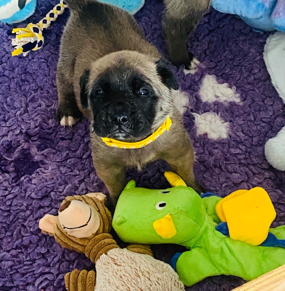 Des Terres De Peygros - Chiots disponibles - Mastiff