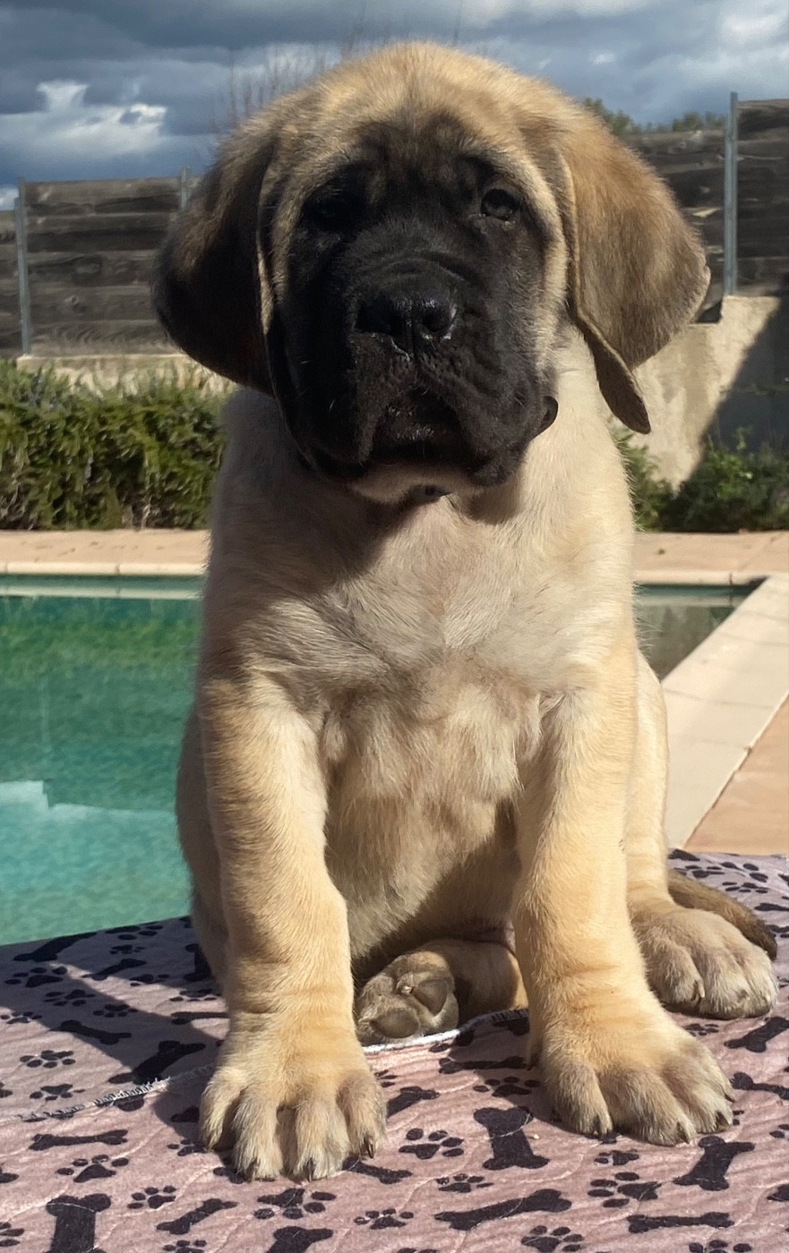 Des Terres De Peygros - Chiots disponibles - Mastiff