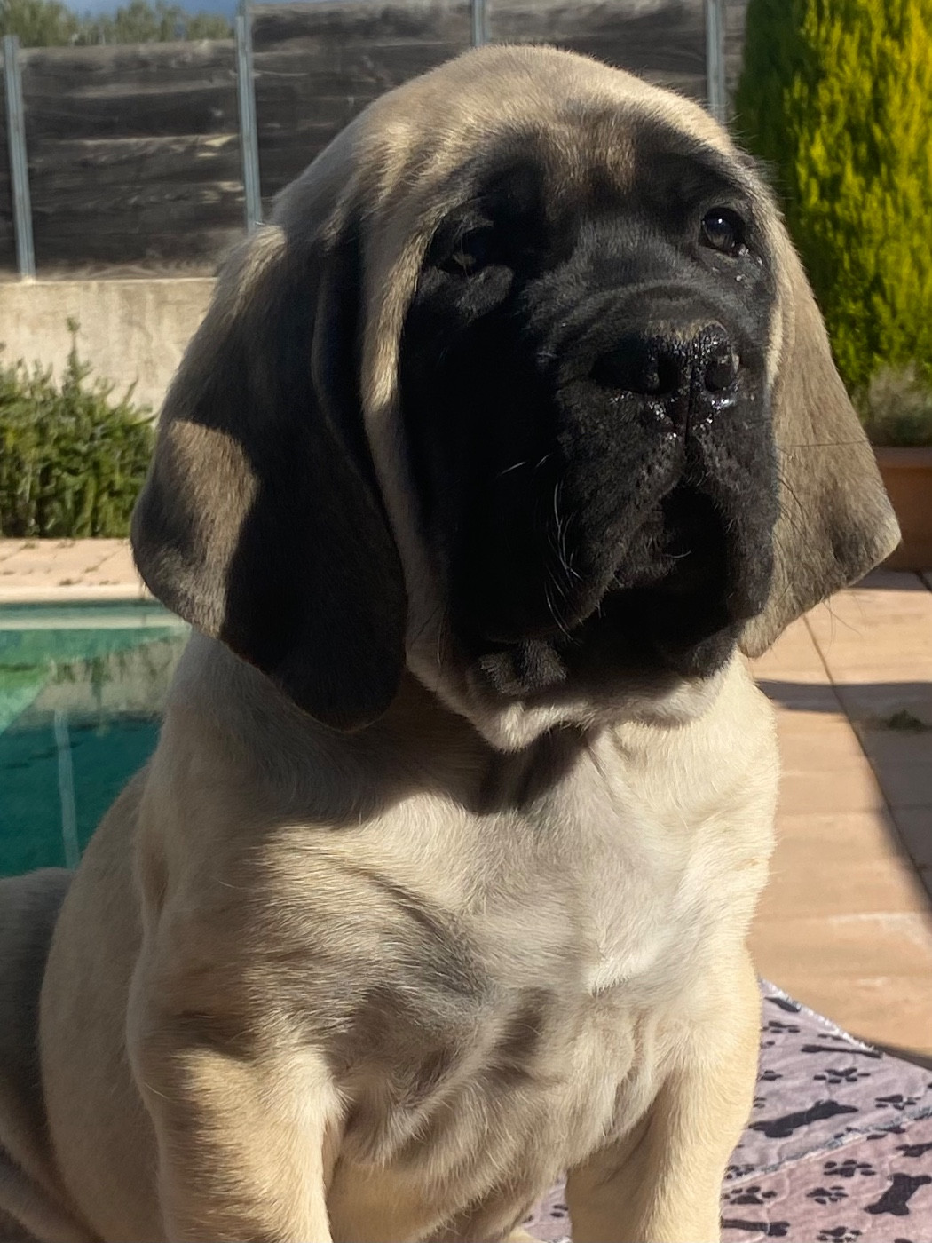 Des Terres De Peygros - Chiots disponibles - Mastiff