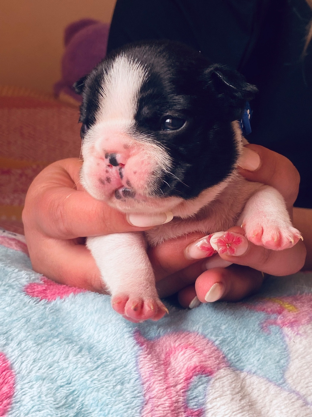 Des Terres De Peygros - Chiots disponibles - Bouledogue français