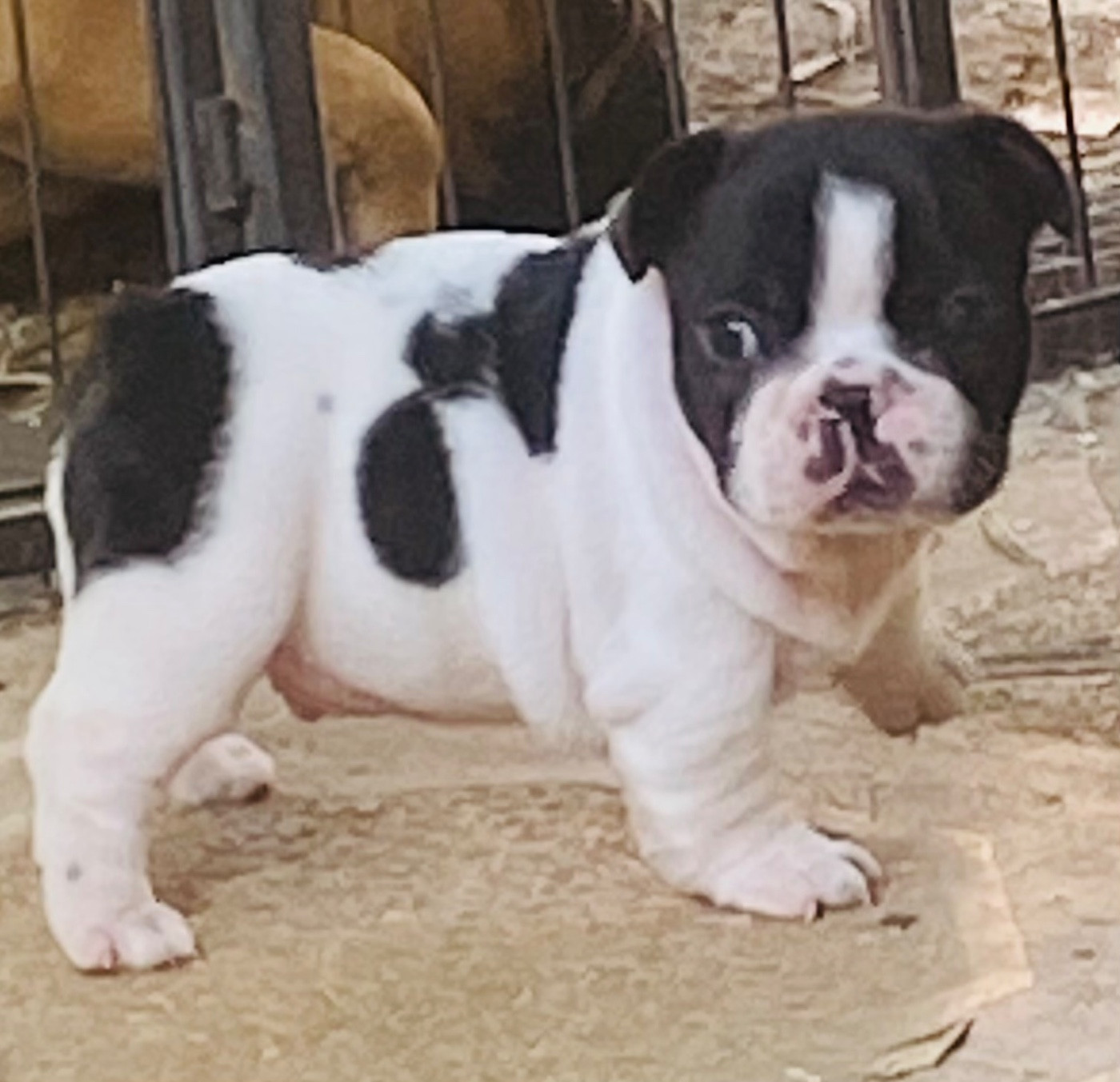 Des Terres De Peygros - Chiots disponibles - Bouledogue français