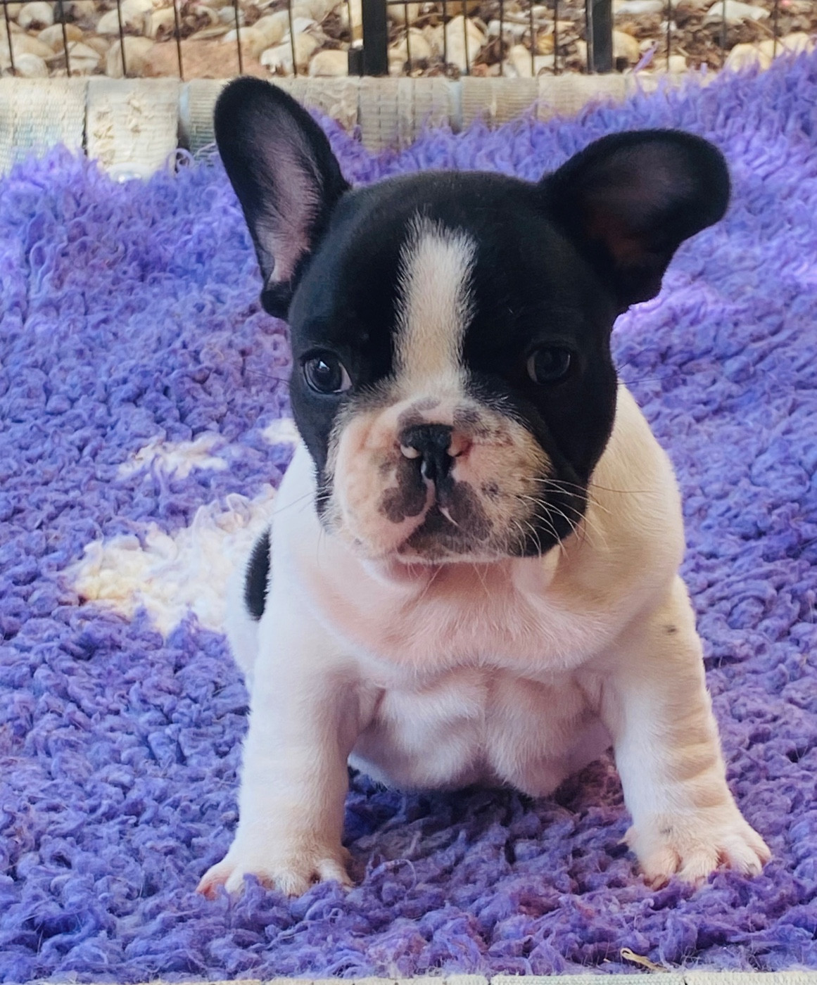 Des Terres De Peygros - Chiots disponibles - Bouledogue français
