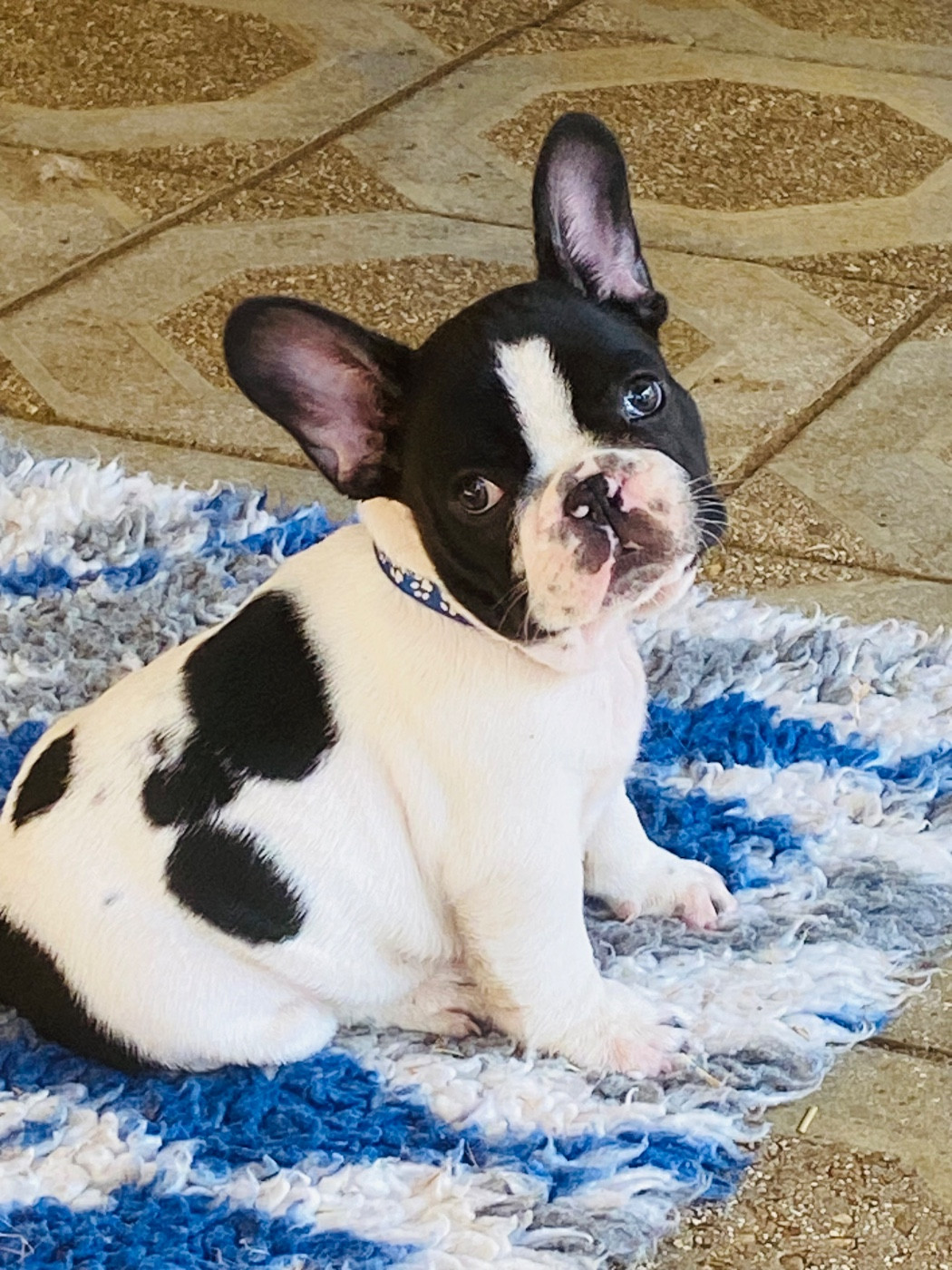 Des Terres De Peygros - Chiots disponibles - Bouledogue français