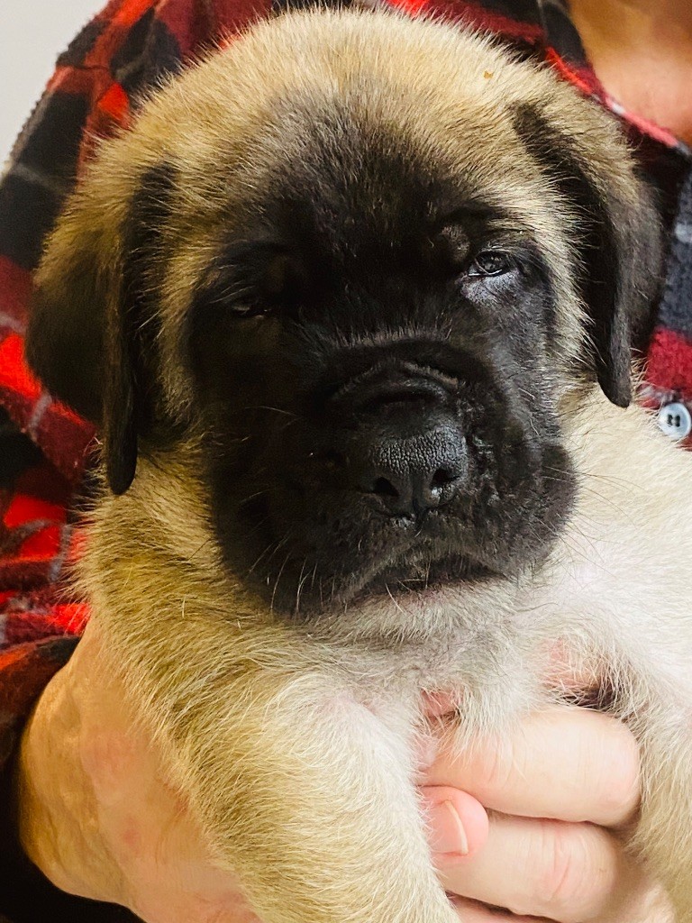 Des Terres De Peygros - Chiots disponibles - Mastiff