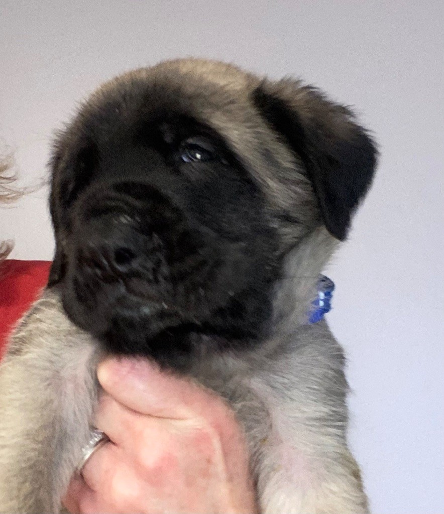 Des Terres De Peygros - Chiots disponibles - Mastiff