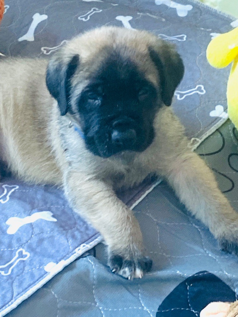 Des Terres De Peygros - Chiots disponibles - Mastiff