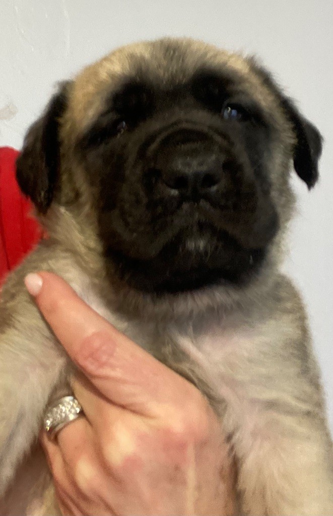Des Terres De Peygros - Chiots disponibles - Mastiff