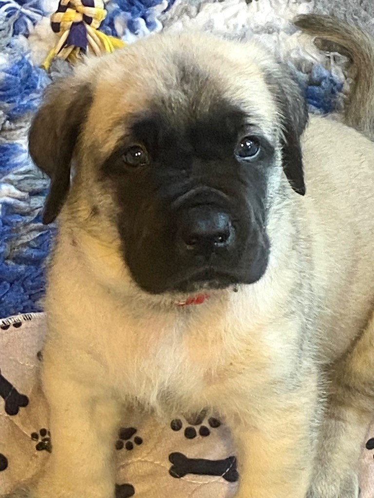 Des Terres De Peygros - Chiots disponibles - Mastiff