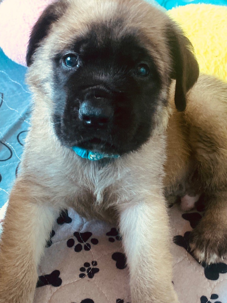 Des Terres De Peygros - Chiots disponibles - Mastiff