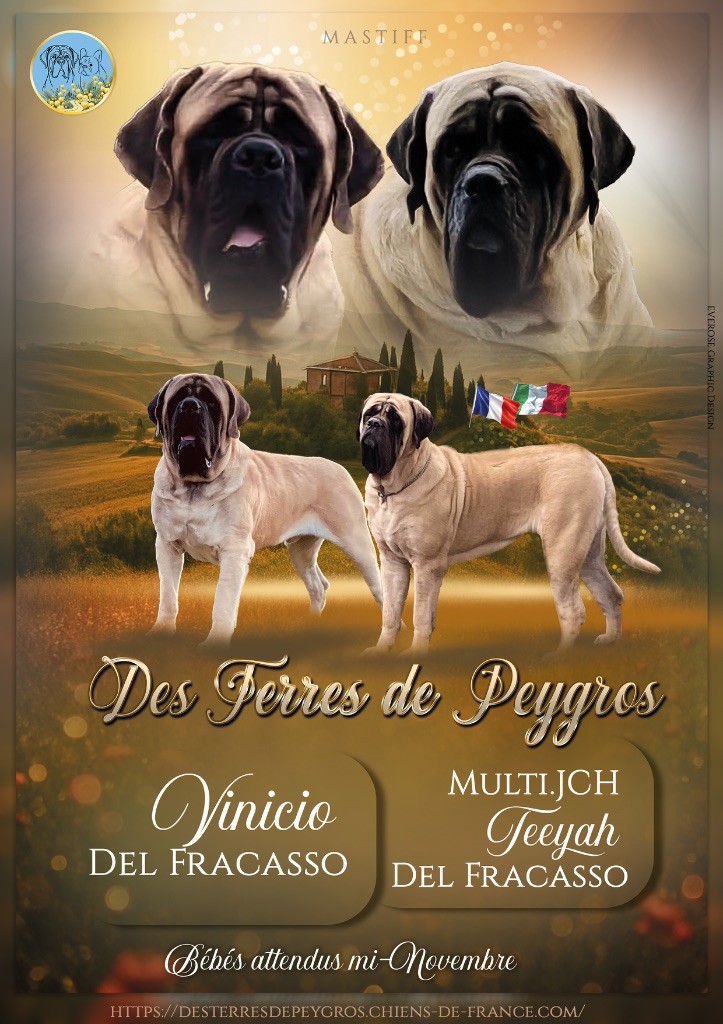Des Terres De Peygros - Mastiff - Portée née le 16/11/2025