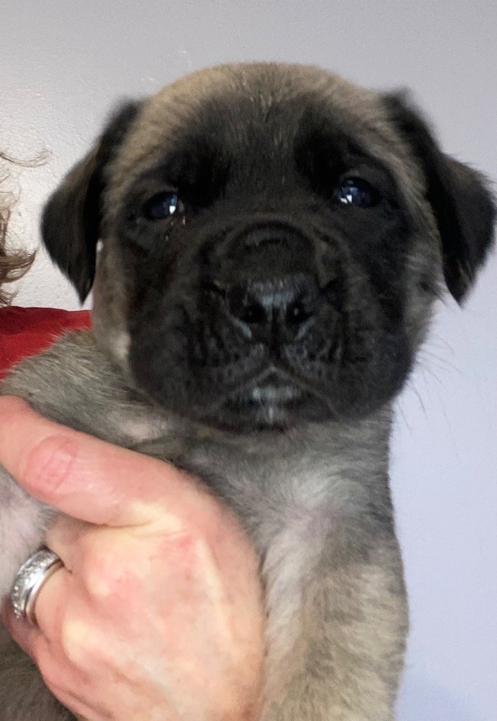 Des Terres De Peygros - Chiots disponibles - Mastiff