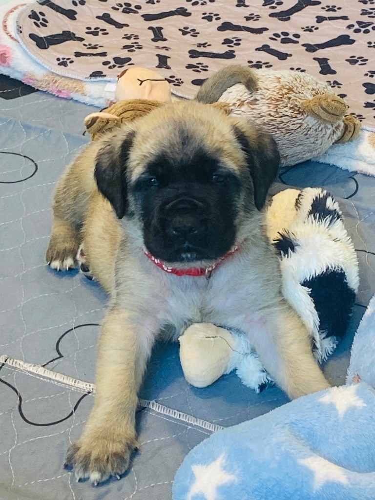 Des Terres De Peygros - Chiots disponibles - Mastiff