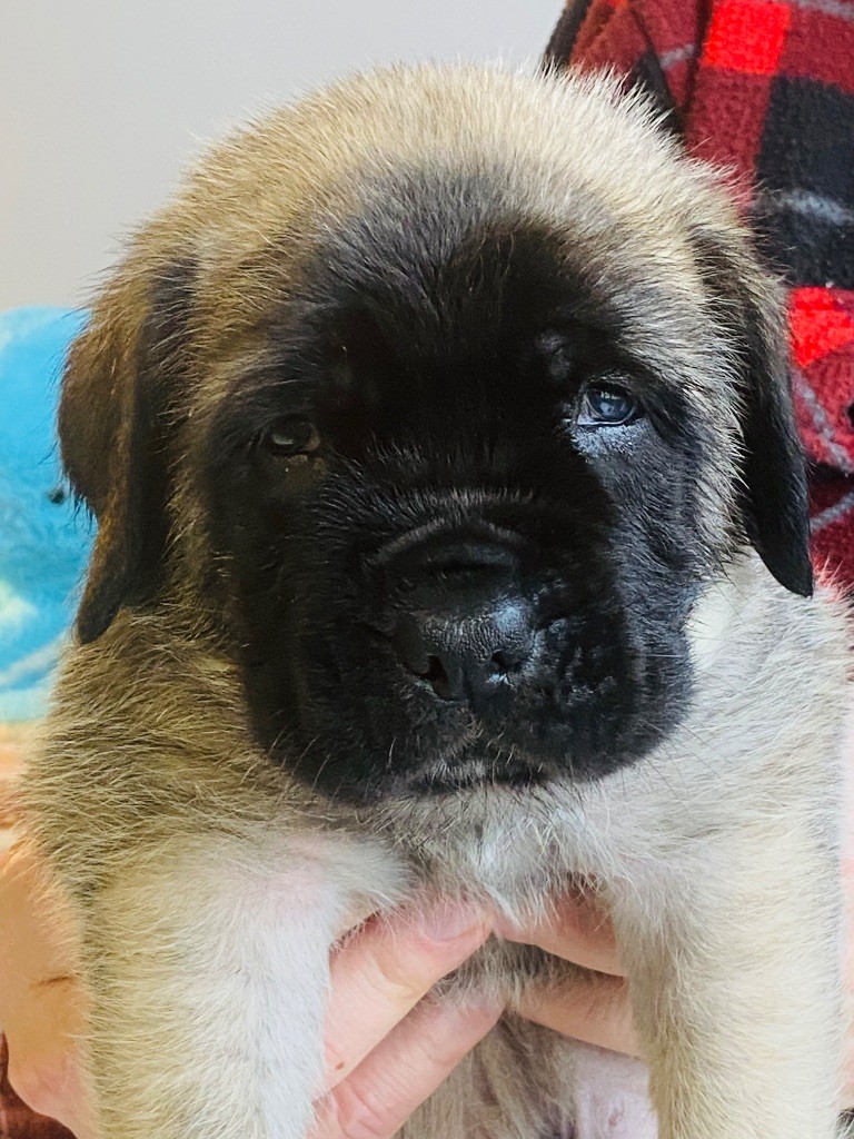 Des Terres De Peygros - Chiots disponibles - Mastiff