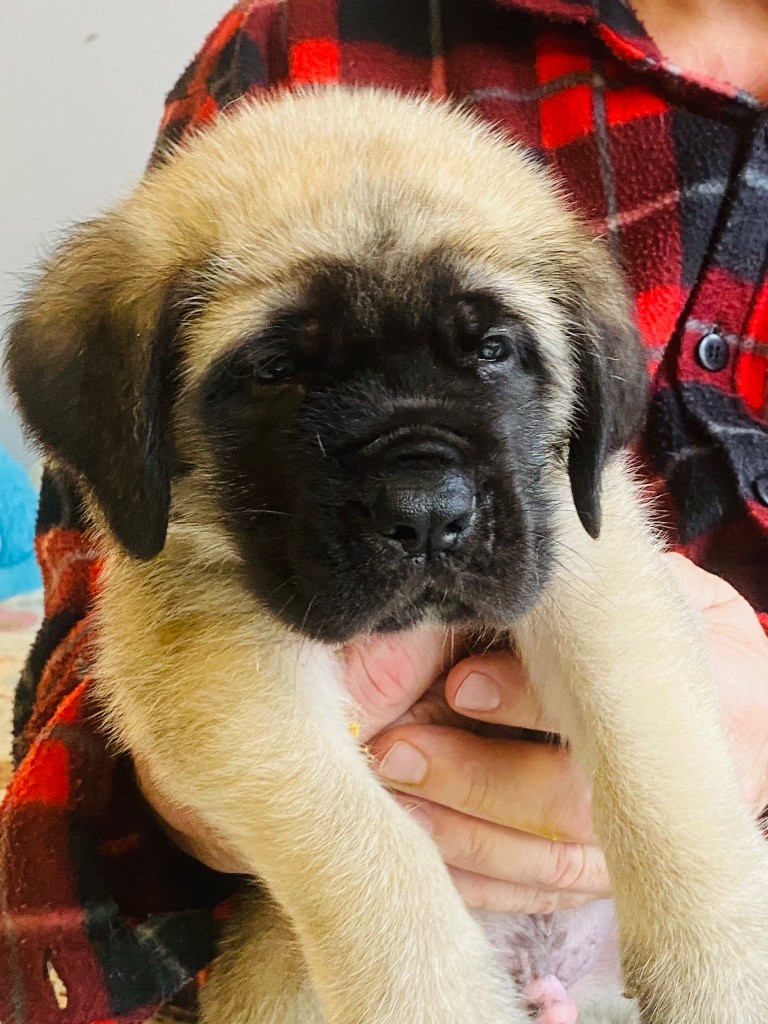 Des Terres De Peygros - Chiots disponibles - Mastiff