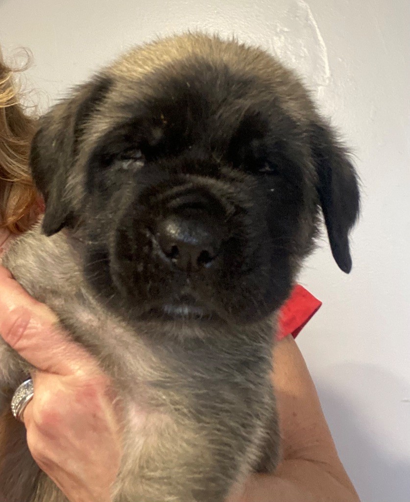 Des Terres De Peygros - Chiots disponibles - Mastiff