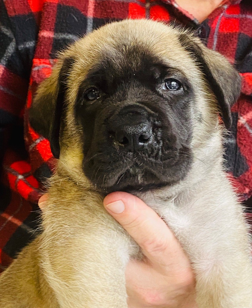 Des Terres De Peygros - Chiots disponibles - Mastiff