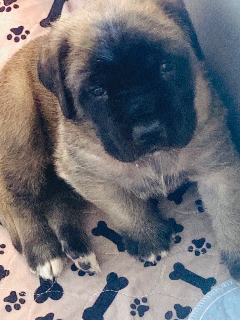 Des Terres De Peygros - Chiots disponibles - Mastiff