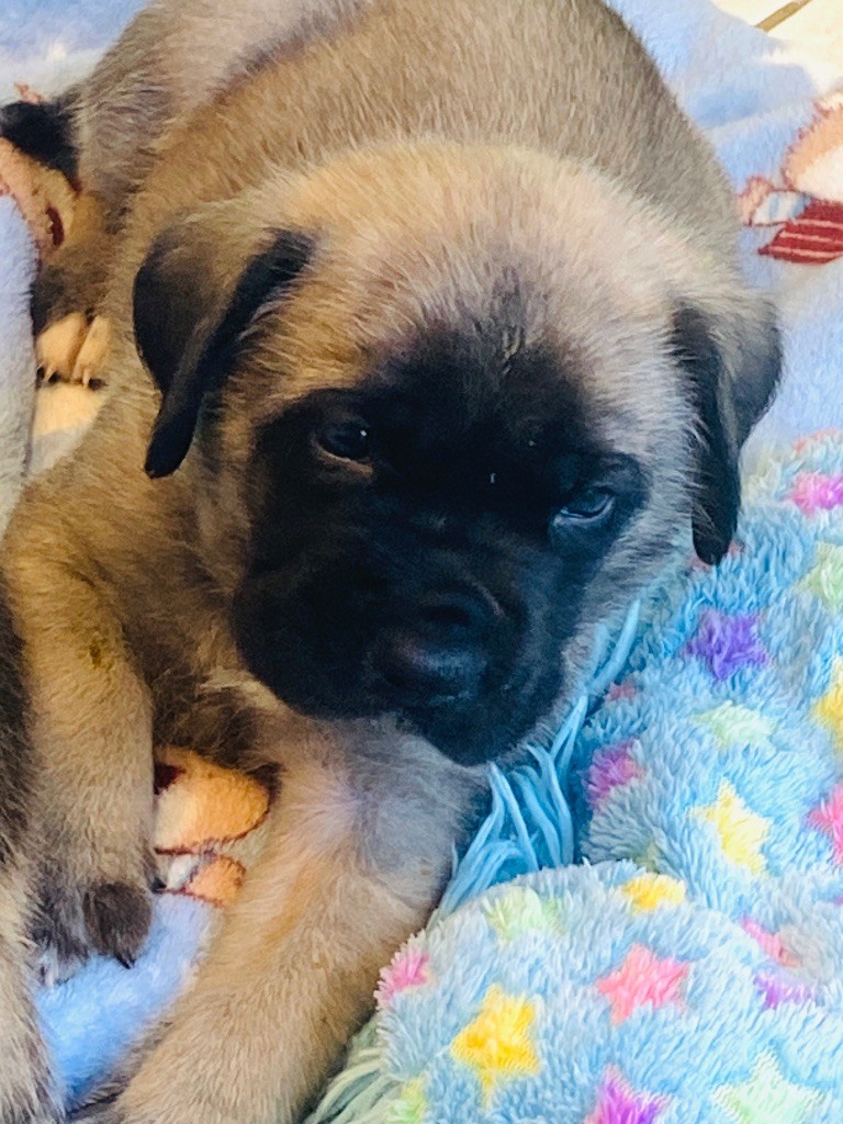 Des Terres De Peygros - Chiots disponibles - Mastiff