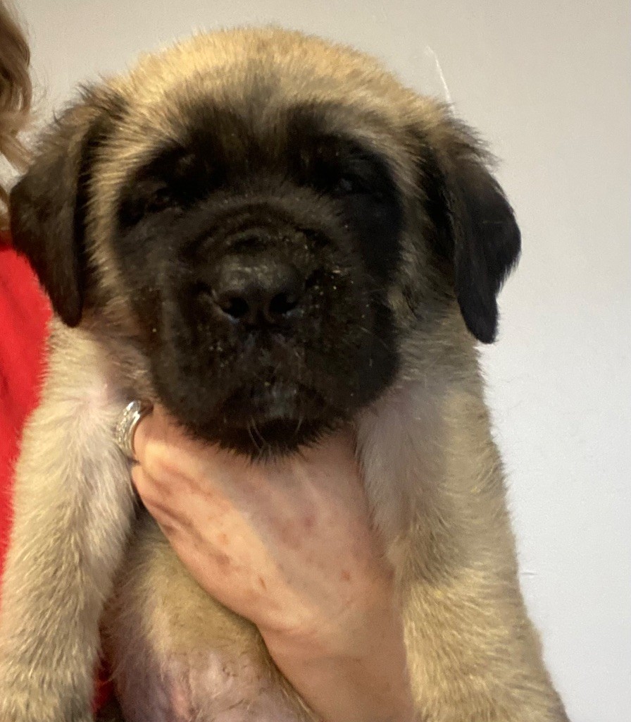 Des Terres De Peygros - Chiots disponibles - Mastiff